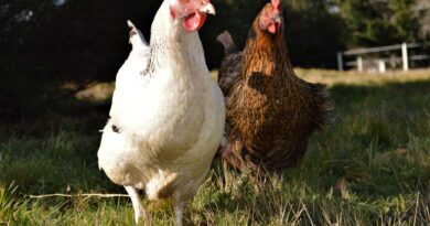Terre Gasconne et Campagne Gersoise